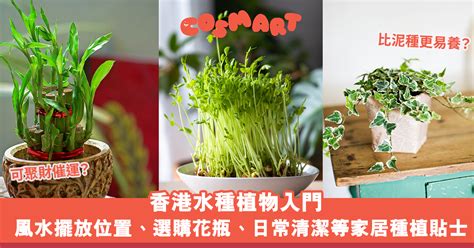 室內水種植物|水種植物新手入門！ 15 種室內植物推薦 種植好處/開運寓意/風格。